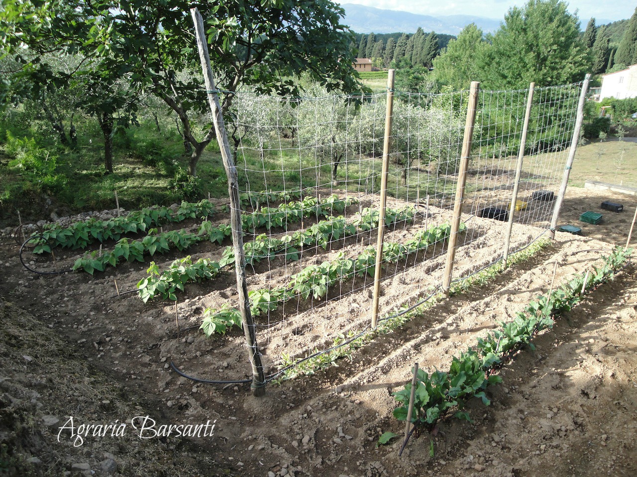 Giugno orto e giardinaggio