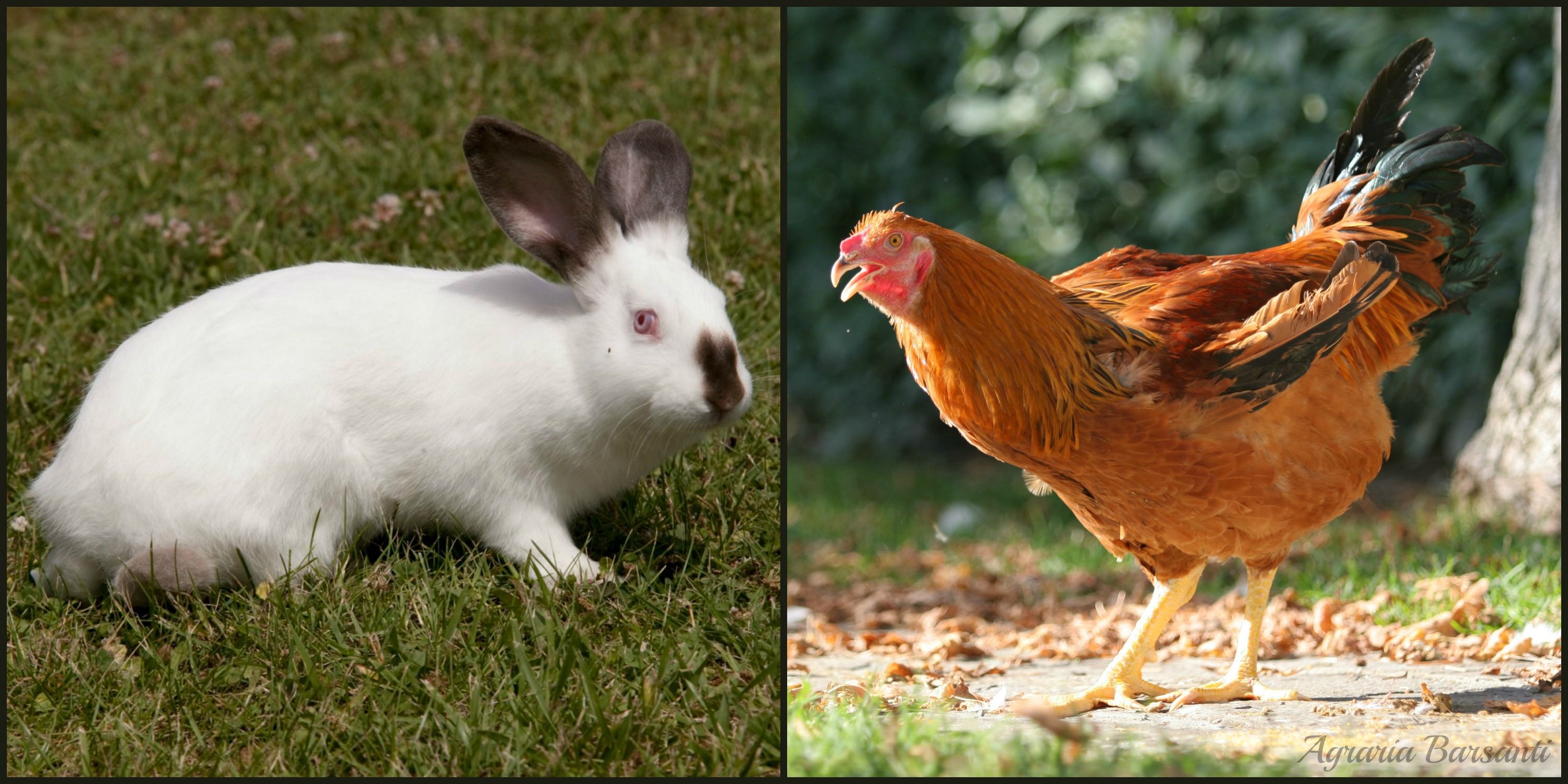 polli, conigli, animali da cortile