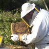 Le api di Cesare Santucci