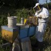 Dalle api...al miele!