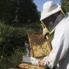 Dalle api...al miele!